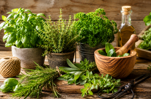Frische Küchenkräuter wie Basilikum, Thymian, Rosmarin, Salbei und Oregano auf einem rustikalen Holztisch. Daneben stehen ein Holzmörser, eine Flasche Olivenöl und eine Kräuterschere. Die Szene ist in warmem Tageslicht fotografiert und vermittelt natürliche Frische sowie die Verwendung von Kräutern in der Küche.